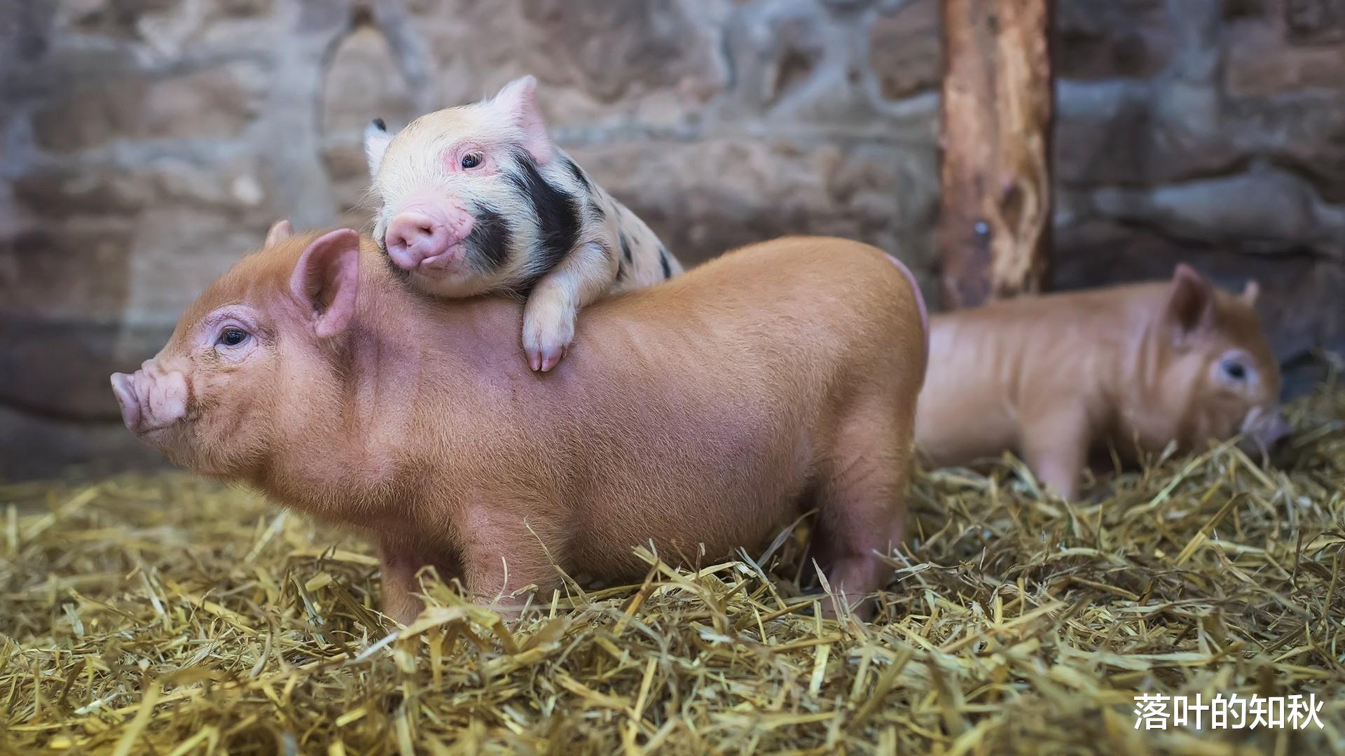 生肖|1月初开始，否极泰来，3生肖勇气满满，信心十足，做啥都容易成功