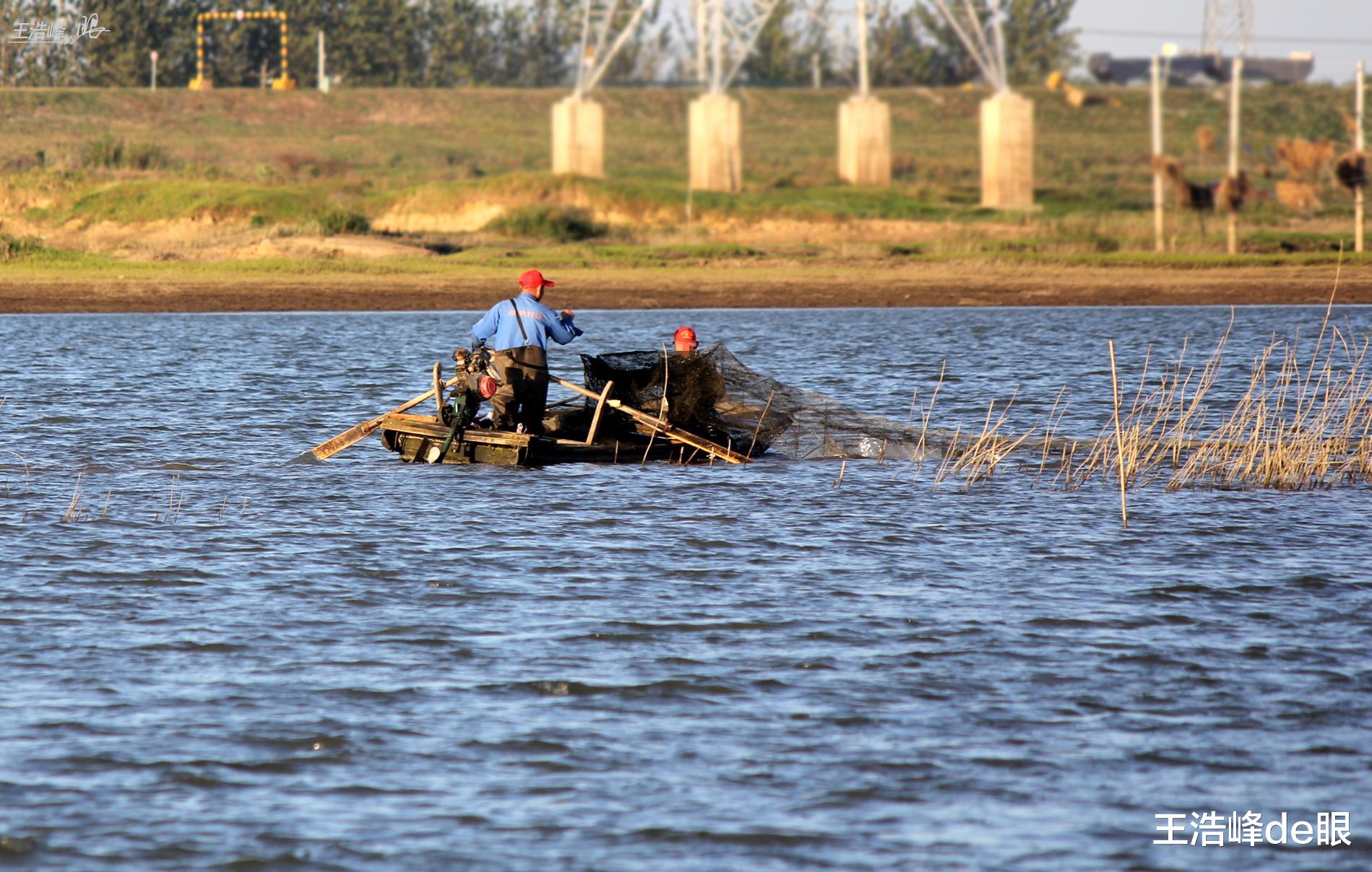 饵料|禁捕鱼咋禁的？湖北孝感河中下满网空中网直飞