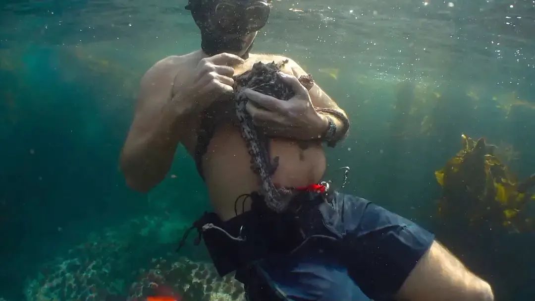 章鱼 一段奇特的“人兽恋”攫取了很多人的眼球