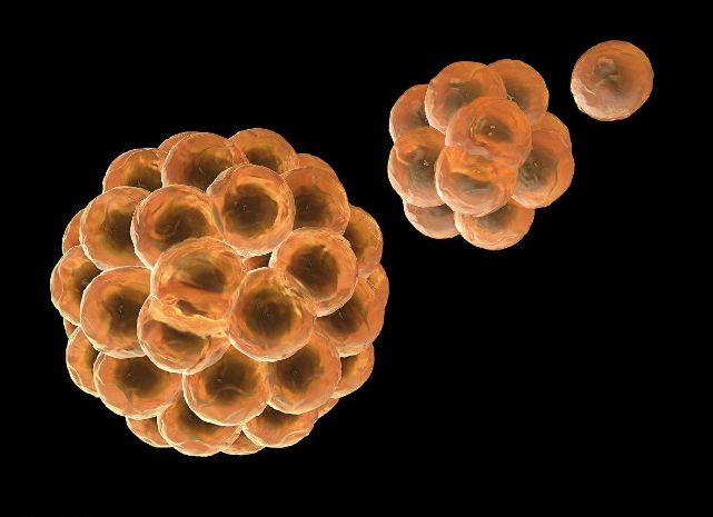 二元裂变与有丝分裂,对比真核生物和原核生物的细胞分裂