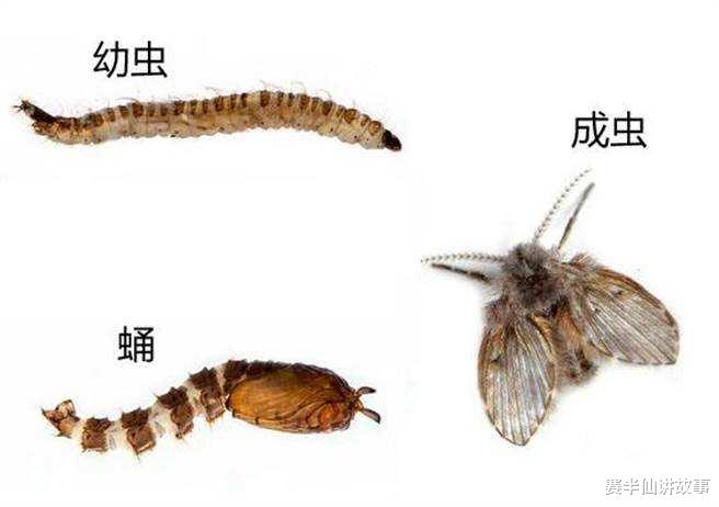 赛半仙讲故事 卫生间出现的小飞虫对人有影响吗?窗户常年不开,为何仍会出现?