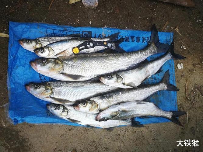 |3天钓光一条河，鱼没了人跑了，灭绝性垂钓太可怕了