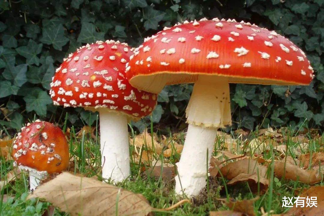 25岁男星吃蘑菇中毒!发文报平安称小心躺板板后,网友:腿太长了