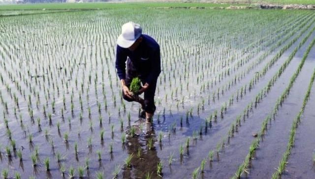火山 人类为何几乎不可能灭绝？即使使用核攻击也做不到吗？