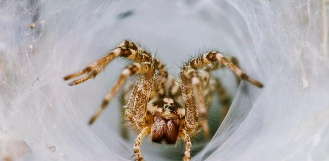 太空 一组图盘点：8个有趣的动物之“最”，你知道几个？看完长见识了