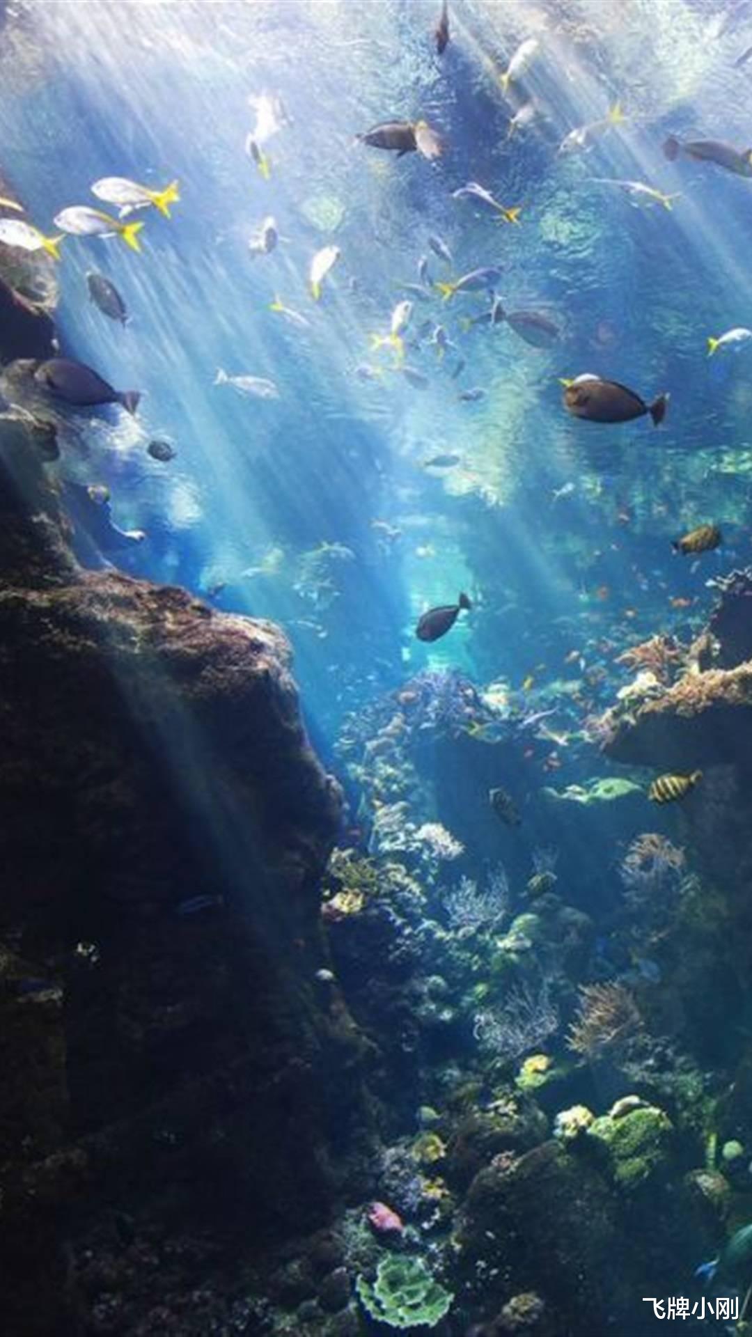 海底一万米到底存在何种生物