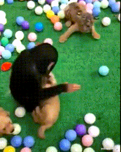 产品经理|KANO模型,一个能解决你工作中90%烦恼的需求分析模型