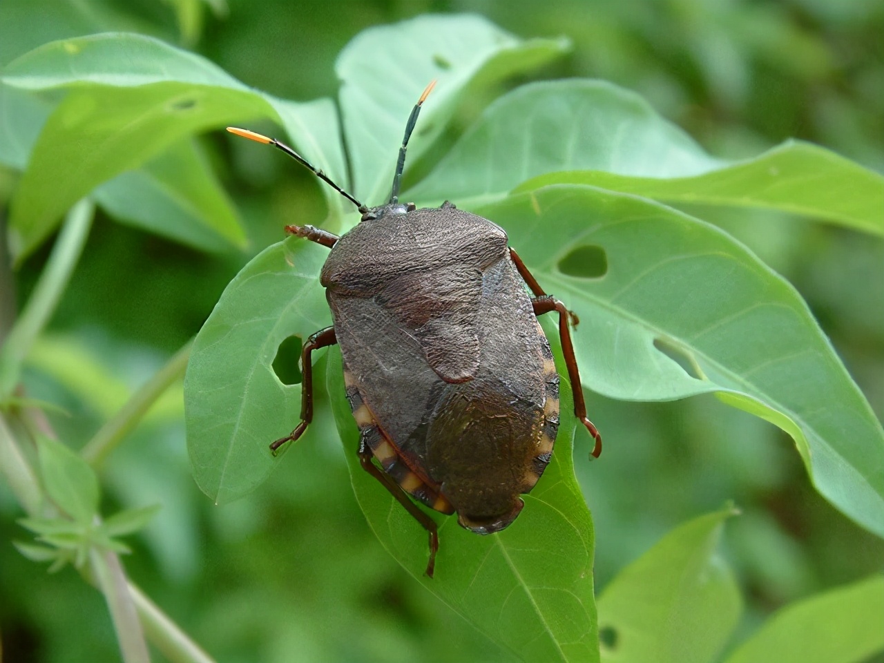 饵料|我钓鱼用过的奇葩饵料，洋葱牛粪烟屁股这还不算啥