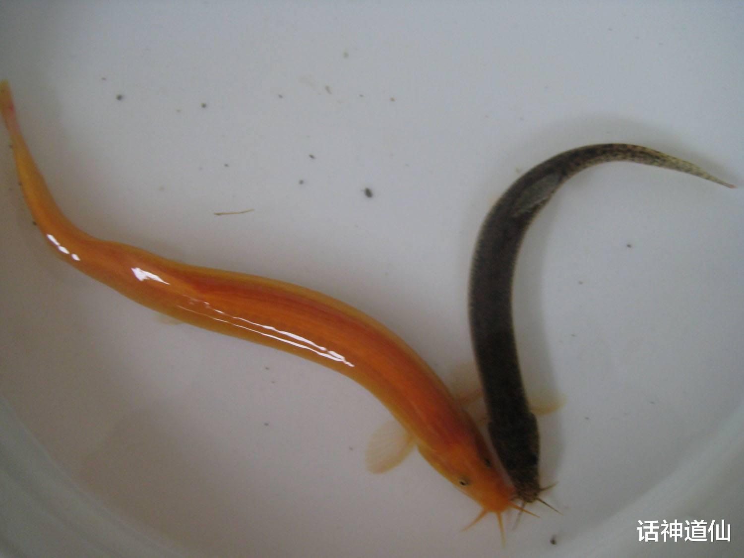 民间故事|民间故事：老汉井中钓鱼，钓上来一条泥鳅，和尚却是劝其放生