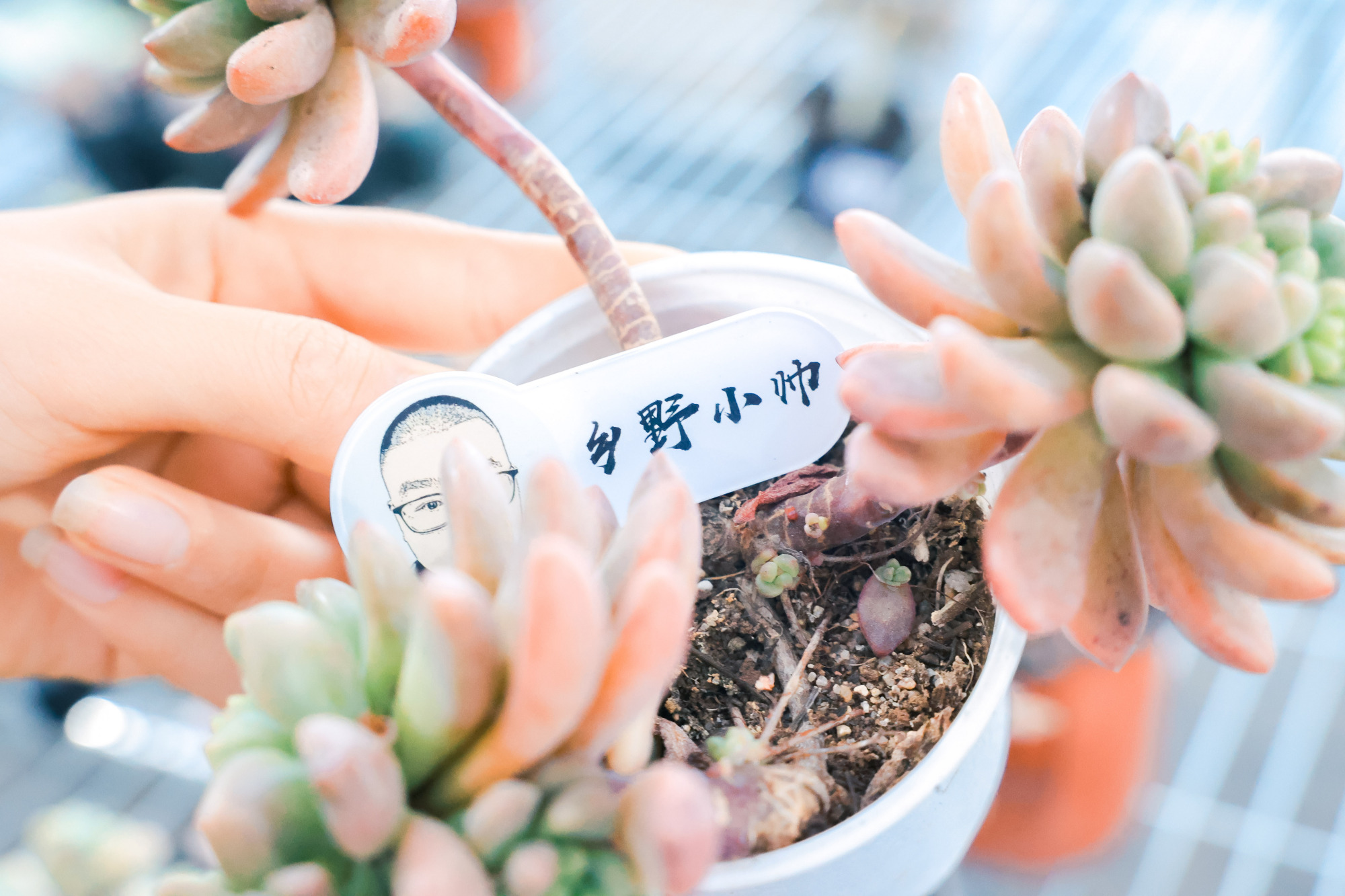 乡野小帅 多肉长气根是什么原因？多肉长气根应该怎么办？小帅为你解答