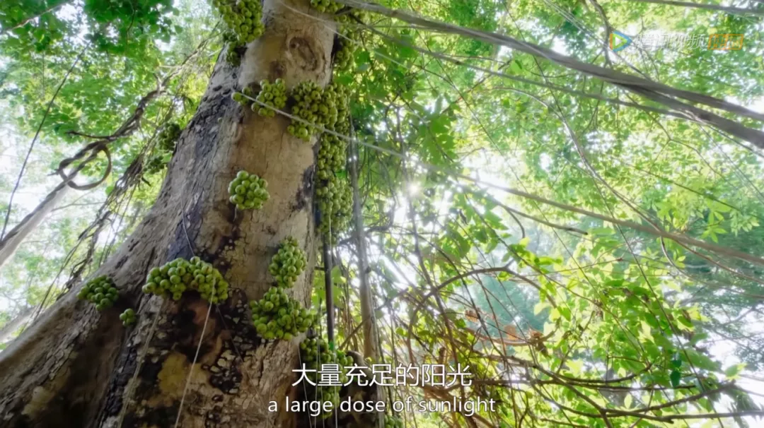 余男|开年第一部神作，狂野又震撼