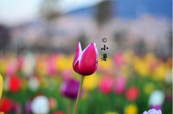 丙丁先生|乙未月12生肖运势简析