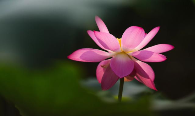 |春天拍花，怎样拍出干净的背景？