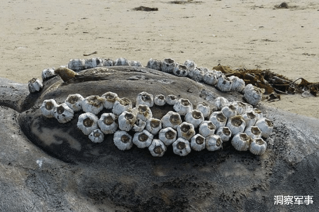 鲸鱼 为何鲸鱼身上有大量的藤壶寄生，而大白鲨却干干净净？