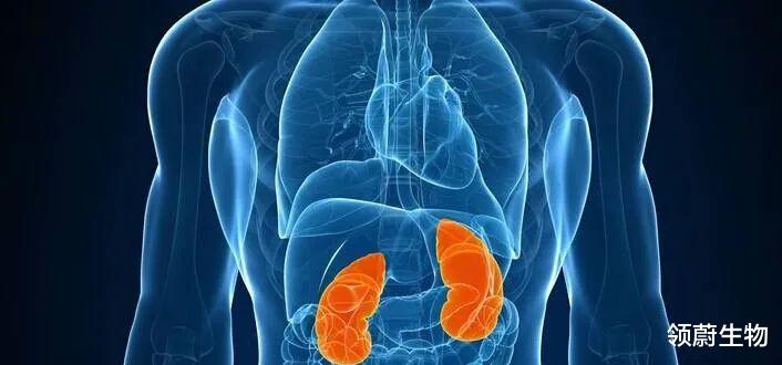 肾衰竭|干细胞移植有望代替透析、换肾，肾衰不再别无选择！
