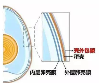 最佳视角|挑选鸡蛋的讲究