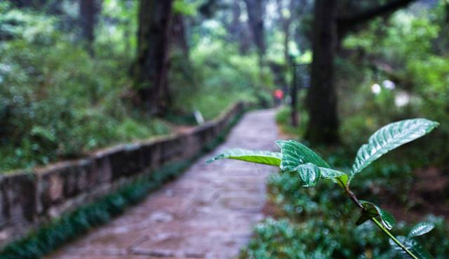 旅行呀文龙 历经2000余年,成就蜀道难中一段“皇柏大道”,如今的翠云廊