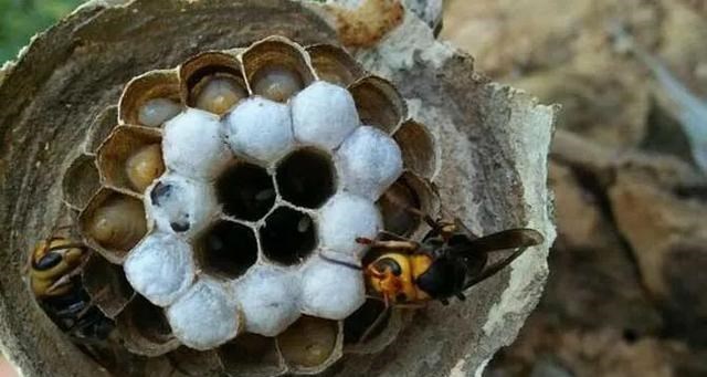 蜜蜂的生存方式比马蜂更高级,为啥发展就是不如马蜂?4个原因