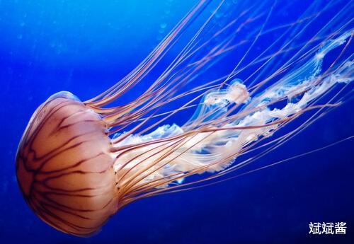 灯塔水母 遇到危险会“返老还童”的灯塔水母，它有何能力，是永生的吗？