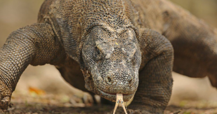 基因编辑 世界濒危动植物名录更新了，金枪鱼反弹，但鲨鱼在“绝望”的衰退