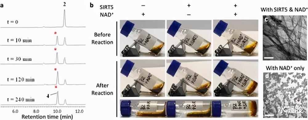 纳米纤维|香港城市大学何明亮/王钻开/孙红燕《JACS》肽自组装线粒体活性调节活细胞成像