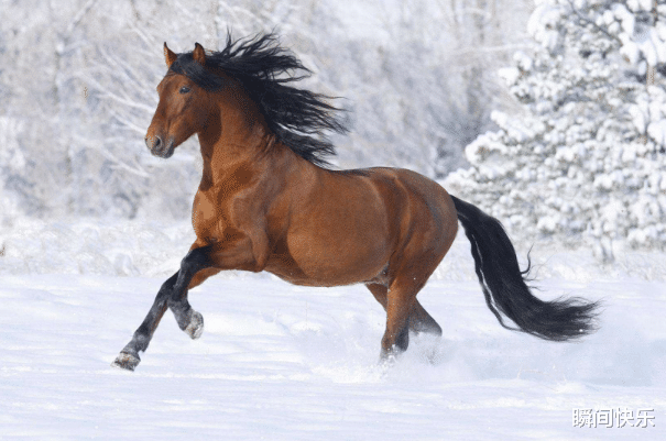 瞬间快乐 “属马人”若出生在这几年，注定天生好运，下半年赢得先机，心想事成