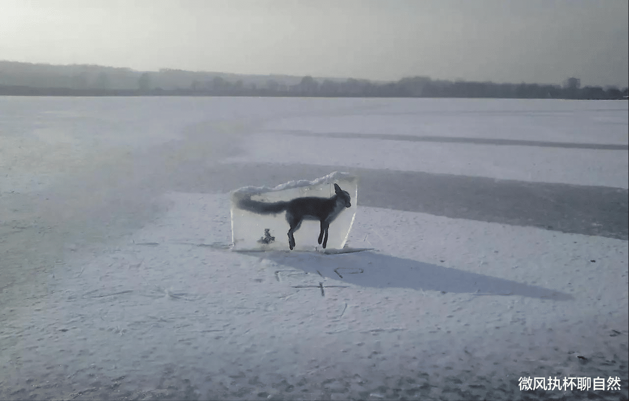 微风执杯聊自然|老人捞起一只冰封的狐狸，养了一个冬季，狐狸的报恩方式惊艳人心