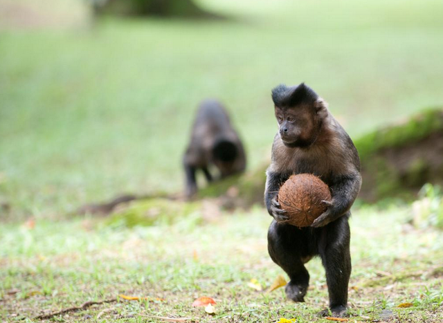 石器时代 有一种生物可能进入“石器时代”，会跟人类抢夺地球的霸主权吗？