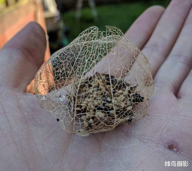 36张活久未见的照片,价值100亿的黄金是多少?这辈子看看也值了