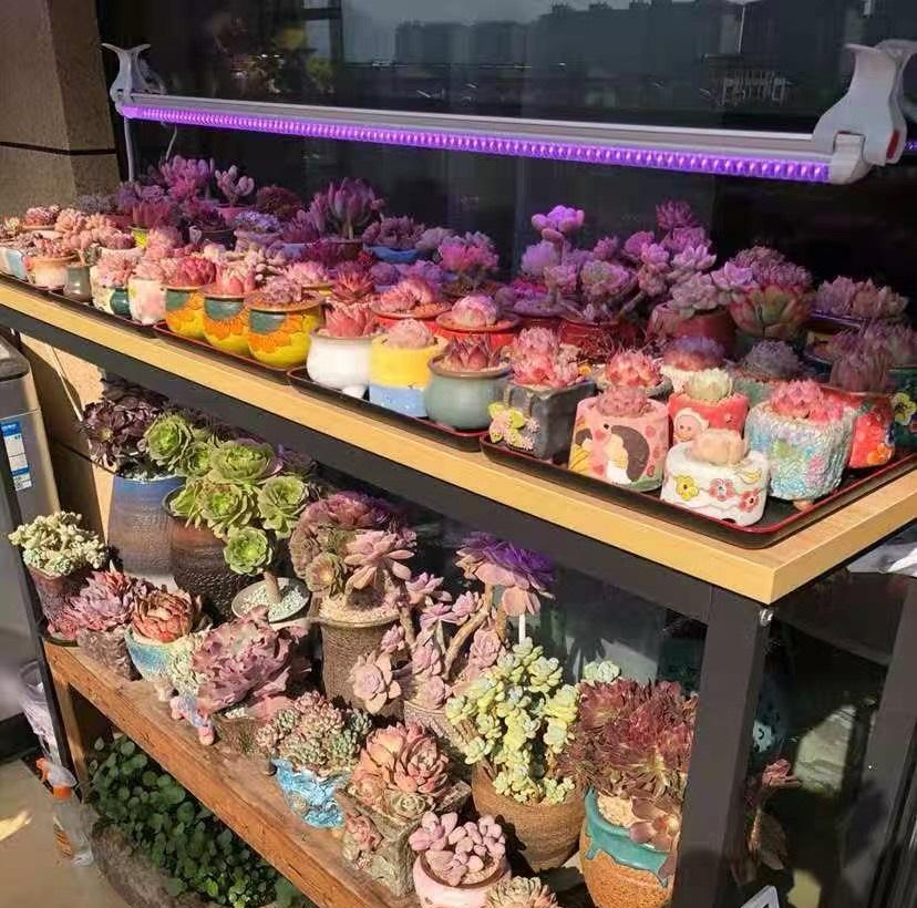 说说家装那点事儿|补光灯有哪些作用？补光灯使用攻略，正确应用，多肉更健康