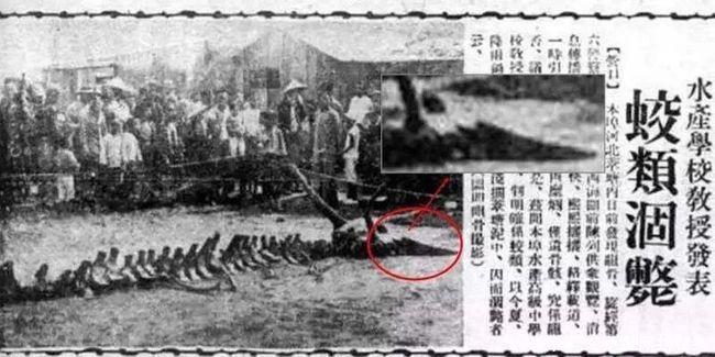 菜菜叶|探讨营口坠龙事件的真实性:对“坠龙”的尺寸等特征有详细记载