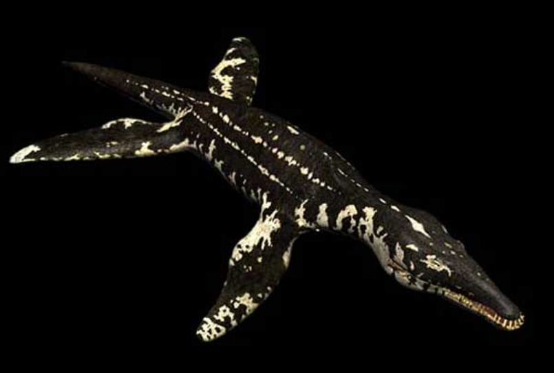 蚊子 鲨鱼进化之悲歌：被其他霸主欺负亿万年的感觉，你们人类不会懂的