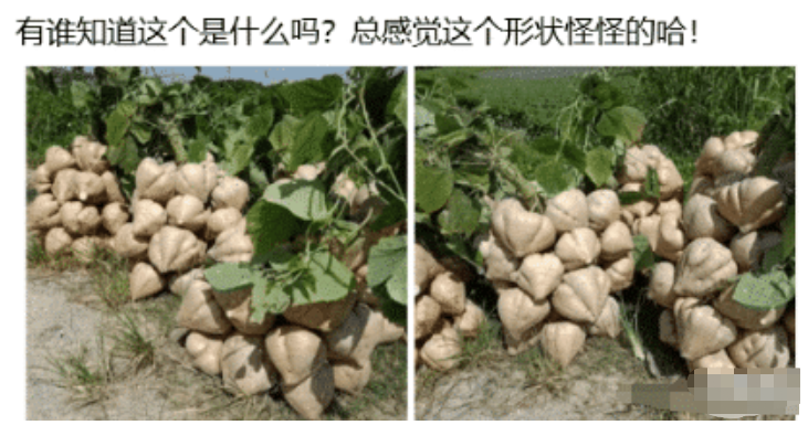 “有谁知道这个是什么吗?总感觉这个形状怪怪的哈!”