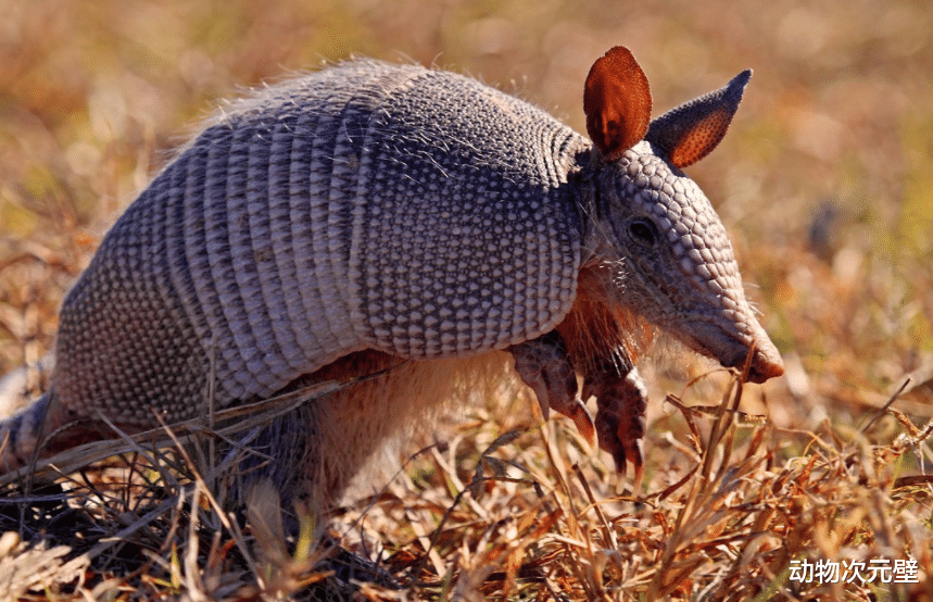 犰狳 活了近6000万年的犰狳壳有多硬？竟然能反弹子弹，网友：做成钢盔