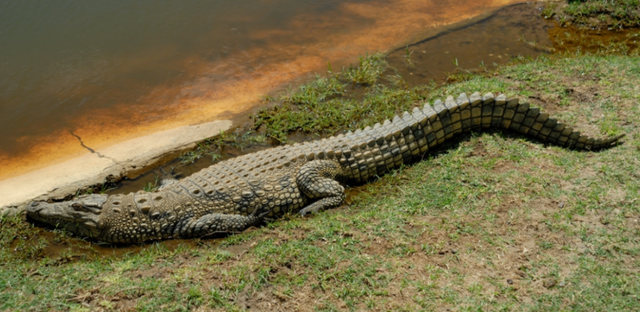  鳄鱼家族有多倒霉？努力了两亿年，每次在马上称霸时被地球针对