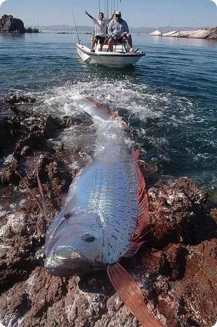 深海“白龙王”被打捞上岸,与太平洋地震有什么联系?