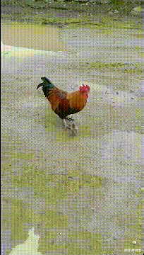 搞笑神回复|神回复：“如何才能在学校一夜成名？”网友：兄弟真厉害啊！