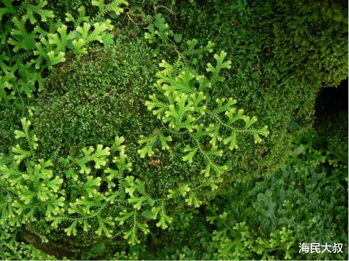 泥盆纪:我们都是鱼?|地球简史系列