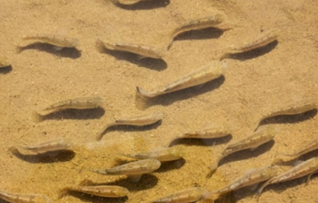 死亡谷 “死亡谷”沙漠鱼，极度炽热干燥的环境存活5万年，全球仅剩38条