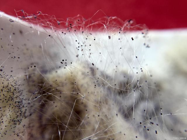 39健康网|整个人“发霉”而死！可怕疾病蔓延印度，致死率远超“新冠”