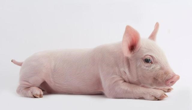 嘉实基金 猪肉已经连续8周下跌,但消费者却说肉价没变,问题出在哪里?