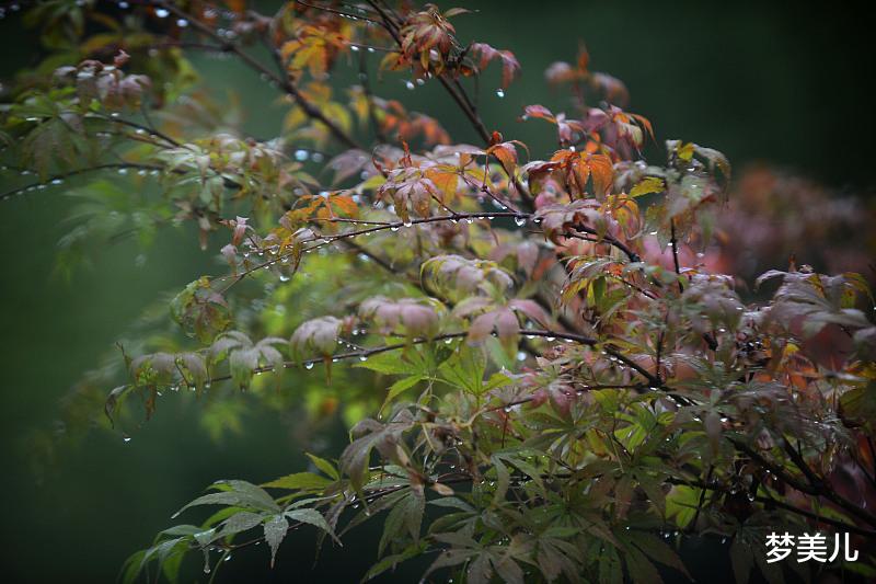 梦美儿|选错人毁一生