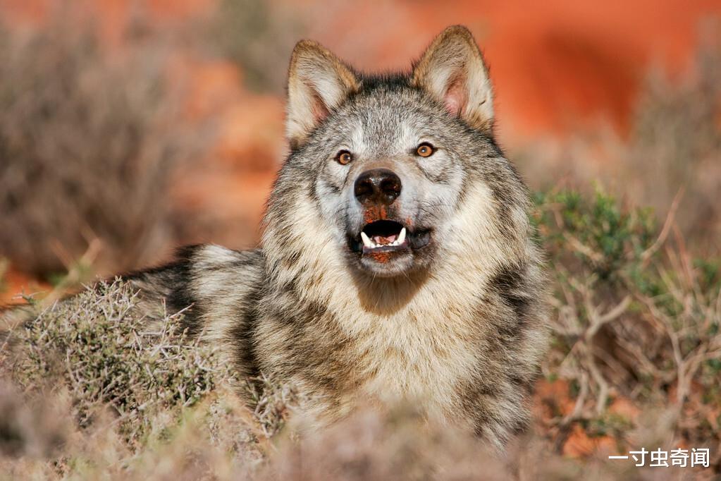 狭路相逢 人类手持砍刀，与狼狭路相逢，谁能获胜？其实丢掉砍刀，胜算更大