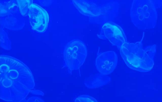 二姐情感客栈 上海海洋水族馆好玩不？挺好玩，也挺开眼