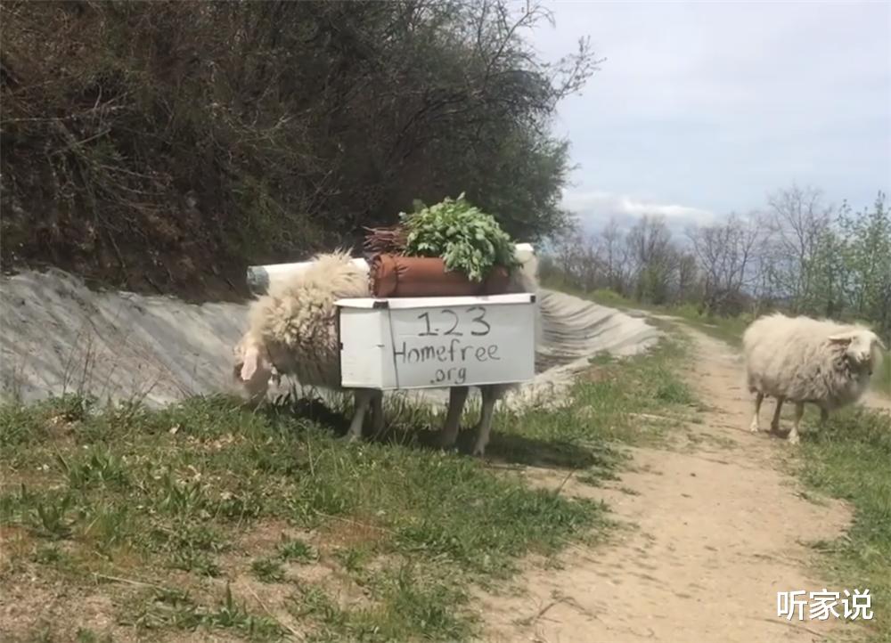 听家说|他住在2㎡破旧三轮车中，养4只羊为伴，边牧羊边流浪转眼已过12年