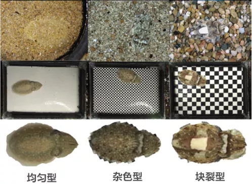 章鱼有3个心脏9个大脑就算了,还会变色隐身!
