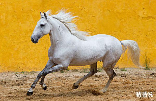 晴晴说|马马马，在交际上如鱼得水，很会发挥自身的魅力和价值！