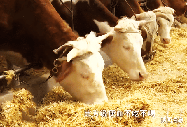 陕西消息 牛饲料中掺石子，养殖户欲哭无泪：1000多包只有车顶几包是好的！