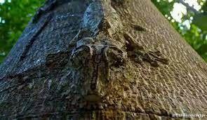 新型冠状肺炎 动物界的伪装大师!能全看出来算你厉害!