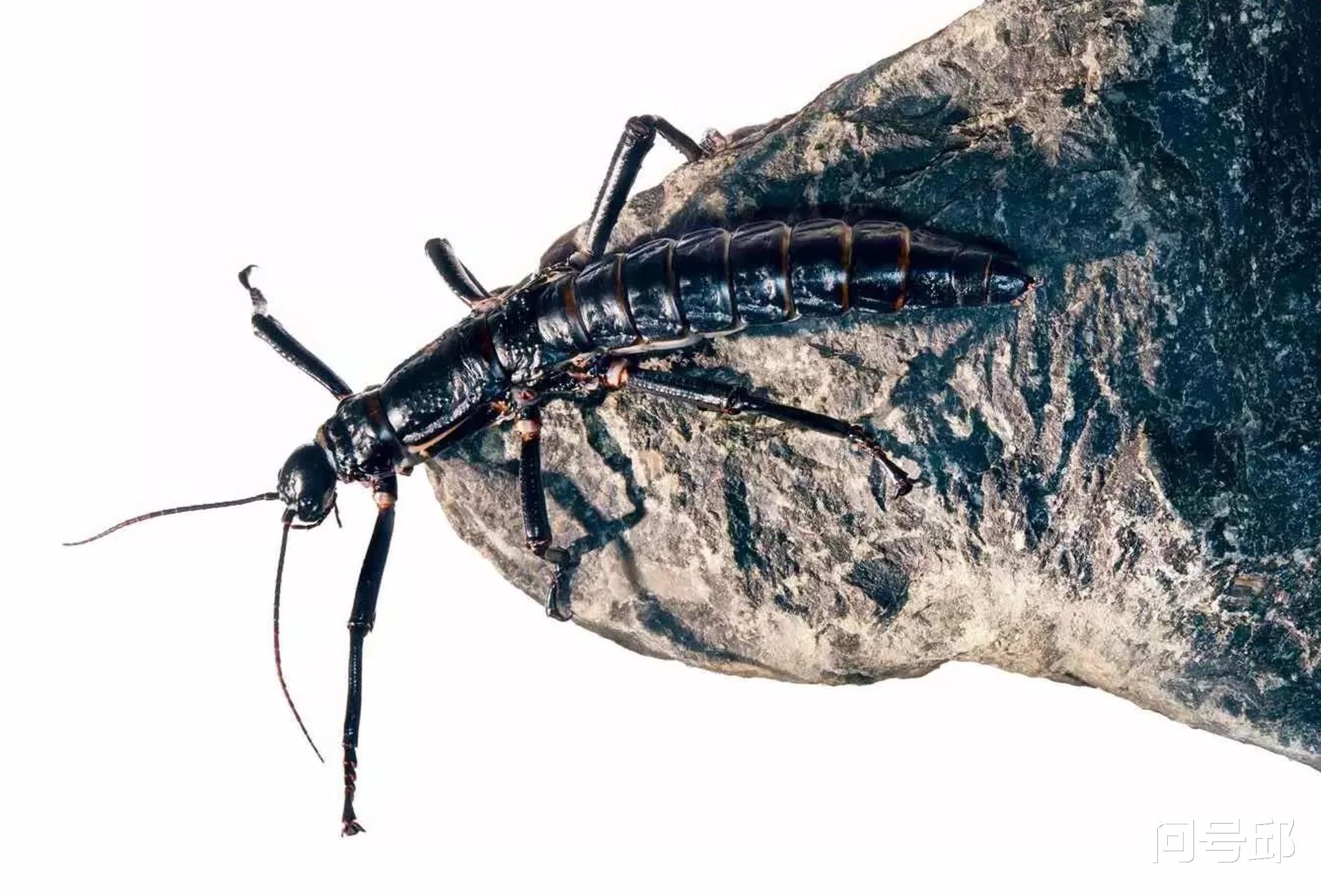  澳洲“陆地龙虾”由被误认为灭绝再到重新发现，堪称物种的奇迹
